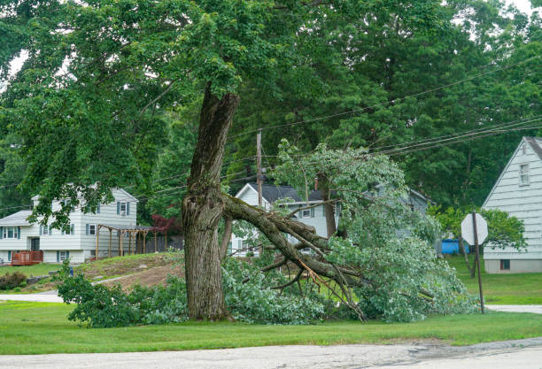 How Our Tree Care Process Works  in  Apollo Beach, FL